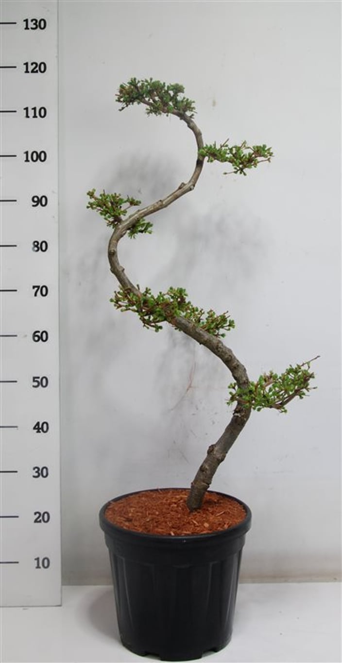 Larix kaempferi - 80 CM S-SHAPE Cont.
